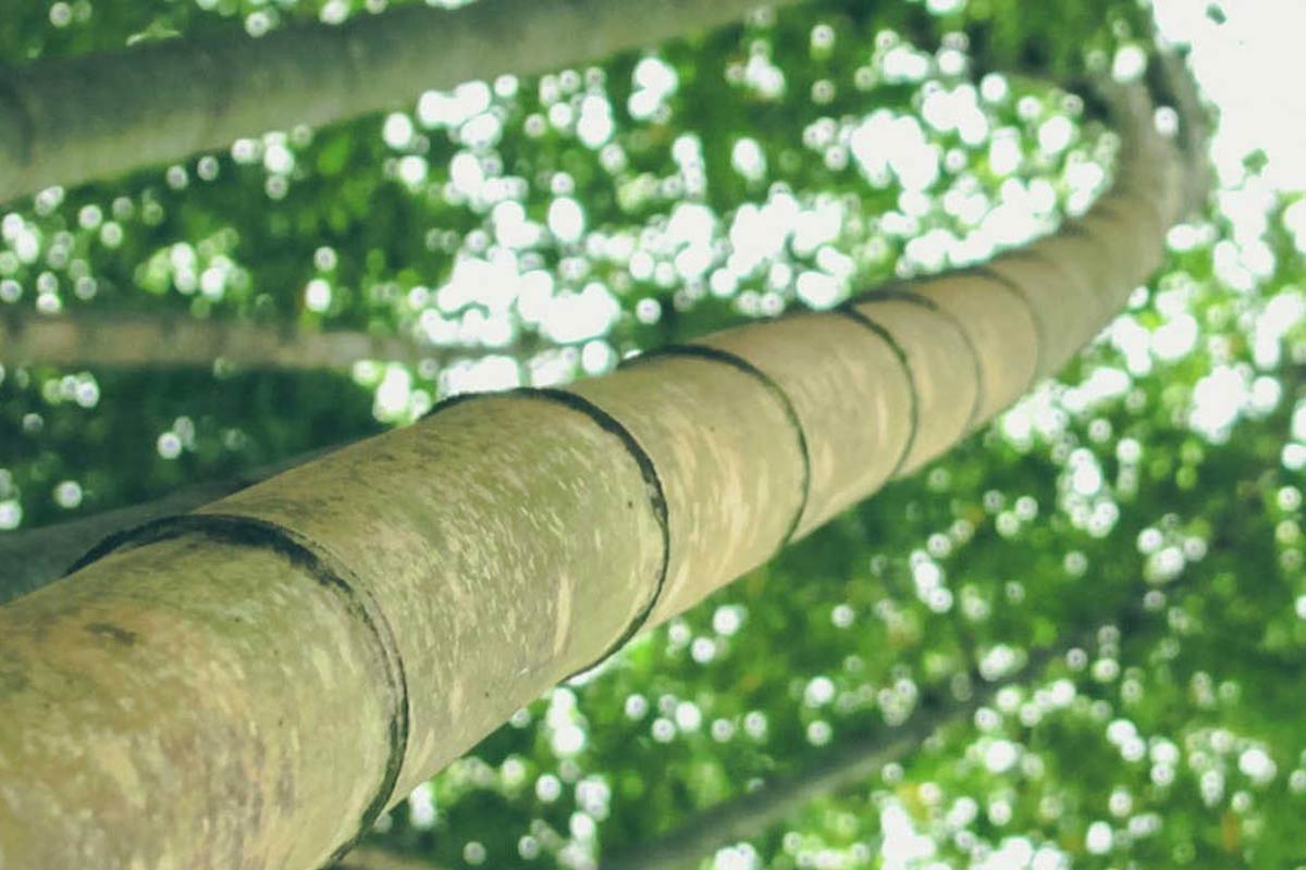 Parquet più Resistente, Bamboo Armony Floor